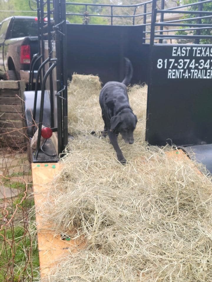 Livestock Trailer